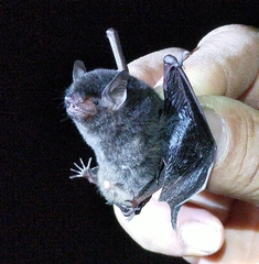 Myotis nigricans