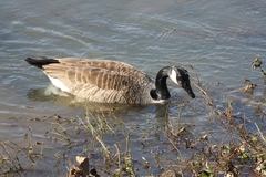 Branta canadensis