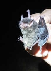Myotis nigricans