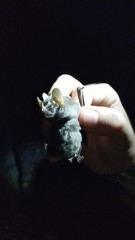 Vampyriscus nymphaea