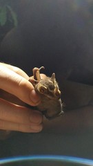 Vampyriscus nymphaea