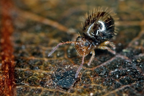 Representative image of Caprainea echinata