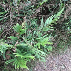 Microlepia intramarginalis