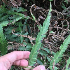 Microlepia intramarginalis