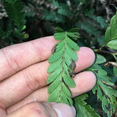 Microlepia intramarginalis