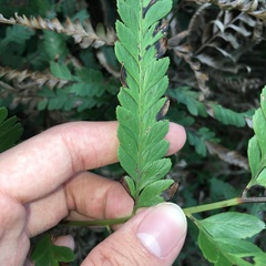 Microlepia intramarginalis