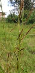 Bothriochloa bladhii