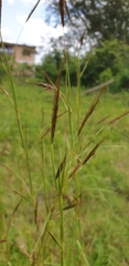 Bothriochloa bladhii