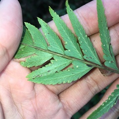 Microlepia intramarginalis