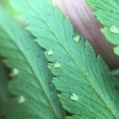 Microlepia intramarginalis