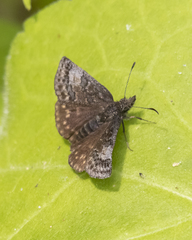 Media resource of Erynnis icelus