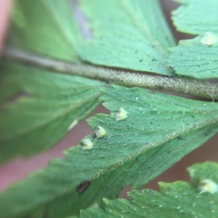 Microlepia intramarginalis