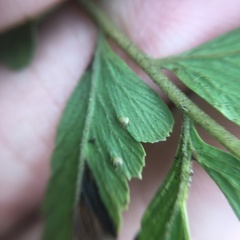 Microlepia intramarginalis