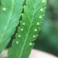 Microlepia intramarginalis