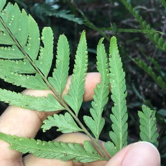 Microlepia intramarginalis