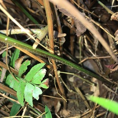 Microlepia intramarginalis