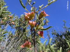 Bridgesia incisifolia