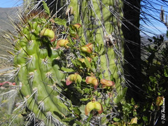 Bridgesia incisifolia