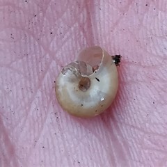 Aegopinella nitidula