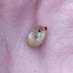 Aegopinella nitidula