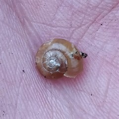 Aegopinella nitidula