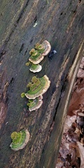 Trametes versicolor