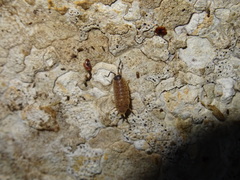 Porcellionides aternanus