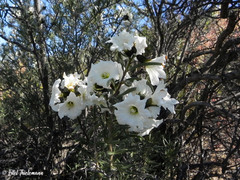 Cordia decandra