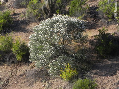 Cordia decandra