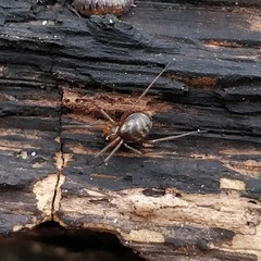 Lepthyphantes