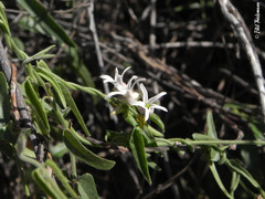 Diplolepis geminiflora