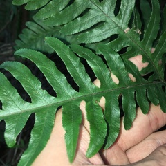 Pteris amoena