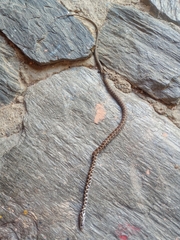 Mastigodryas boddaerti