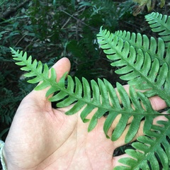 Pteris amoena