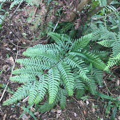 Pteris amoena
