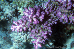 Acropora granulosa