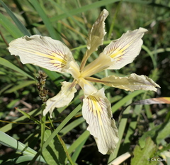 Iris fernaldii