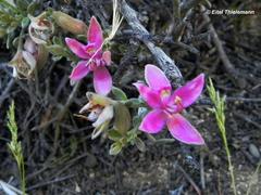Krameria cistoidea
