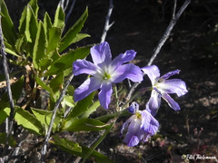 Leucocoryne ixioides