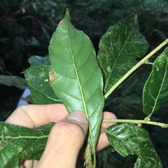 Lithocarpus corneus
