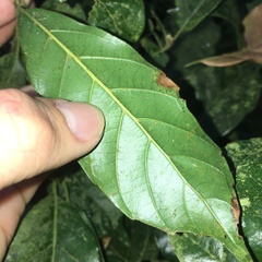 Lithocarpus corneus