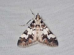 Paschiodes mesoleucalis