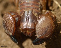 Scorpio maurus