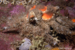 Rhinolithodes wosnessenskii