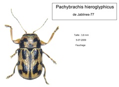 Pachybrachis hieroglyphicus