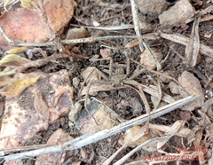 Sicarius ornatus