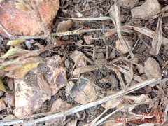 Sicarius ornatus