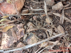 Sicarius ornatus