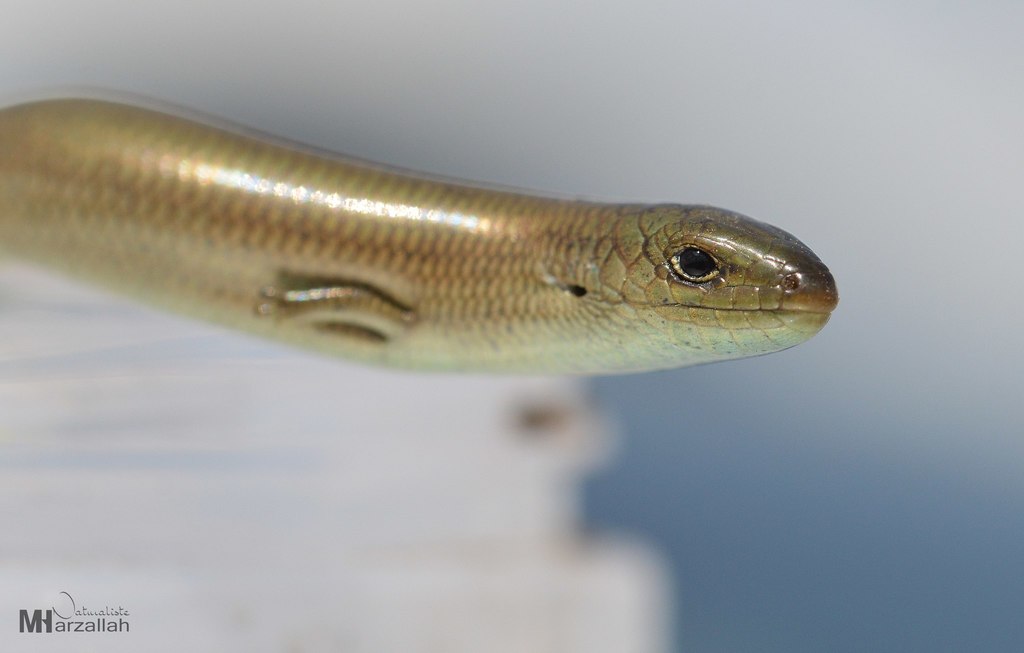 Algerian Three-Toed Skink