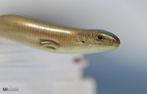 Algerian Three-toed Skink
